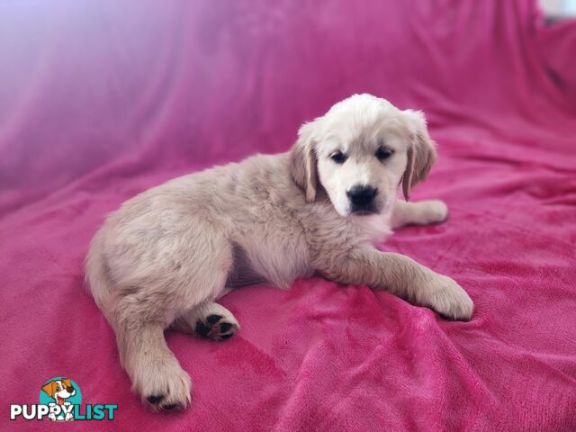 Pedigree Golden Retriever puppies looking for their forever homes