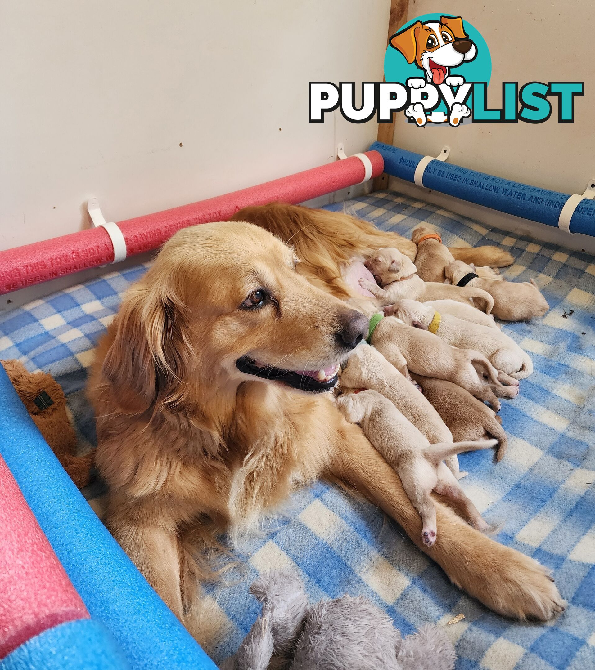 Pedigree Golden Retriever puppies looking for their forever homes