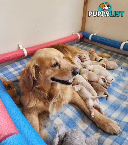 Pedigree Golden Retriever puppies looking for their forever homes