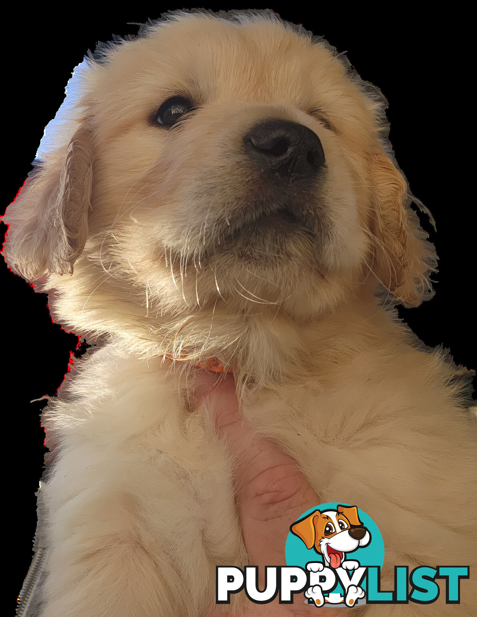 Pedigree Golden Retriever puppies looking for their forever homes
