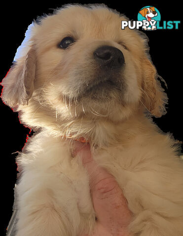 Pedigree Golden Retriever puppies looking for their forever homes