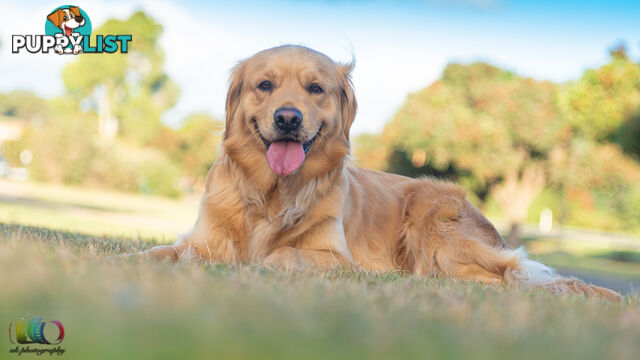 Pedigree Golden Retriever puppies looking for their forever homes