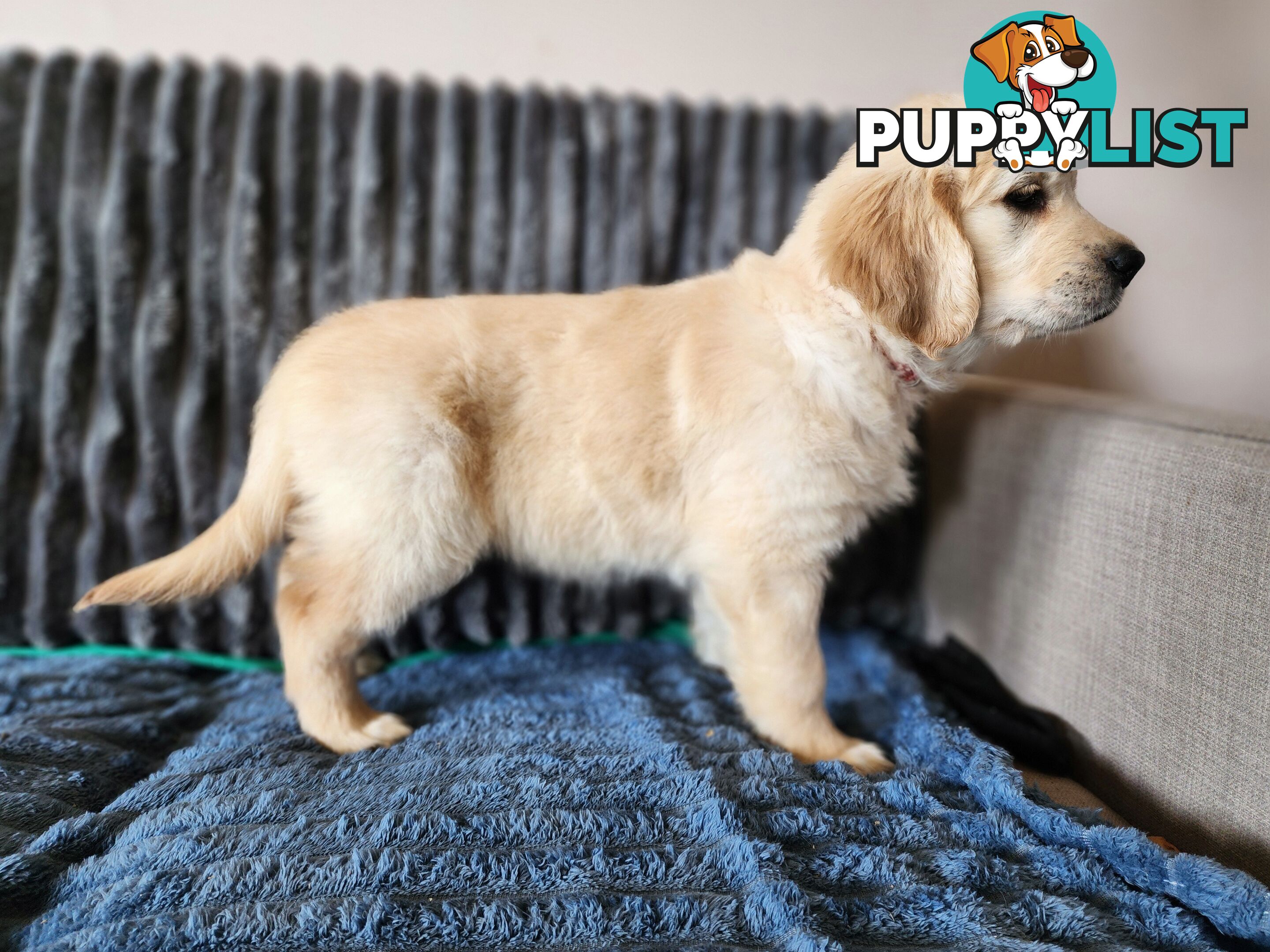 Pedigree Golden Retriever puppies looking for their forever homes