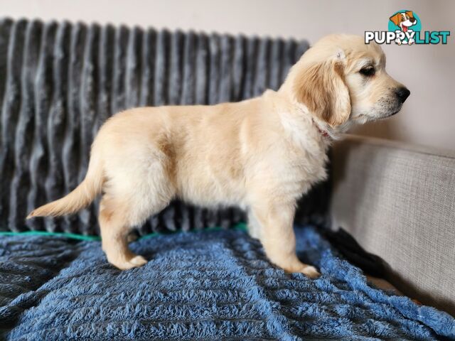 Pedigree Golden Retriever puppies looking for their forever homes