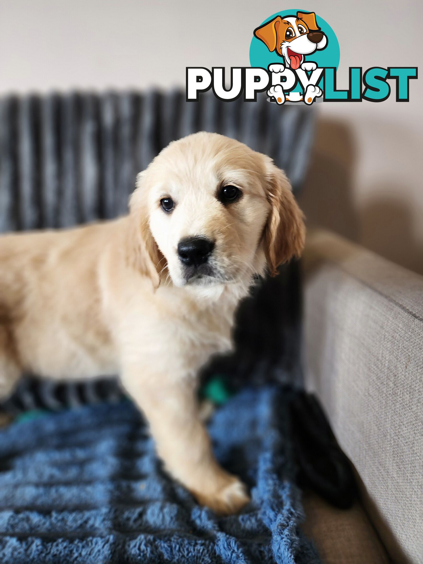 Pedigree Golden Retriever puppies looking for their forever homes