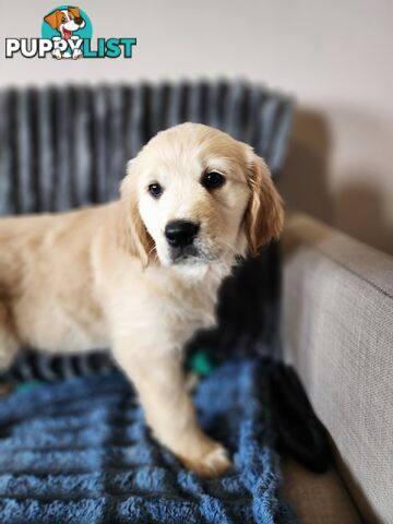 Pedigree Golden Retriever puppies looking for their forever homes