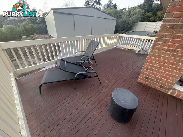Merbau deck boards 70mm with nails