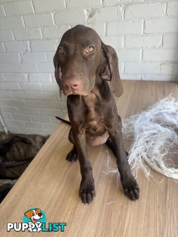 Pure bred German pointer puppies