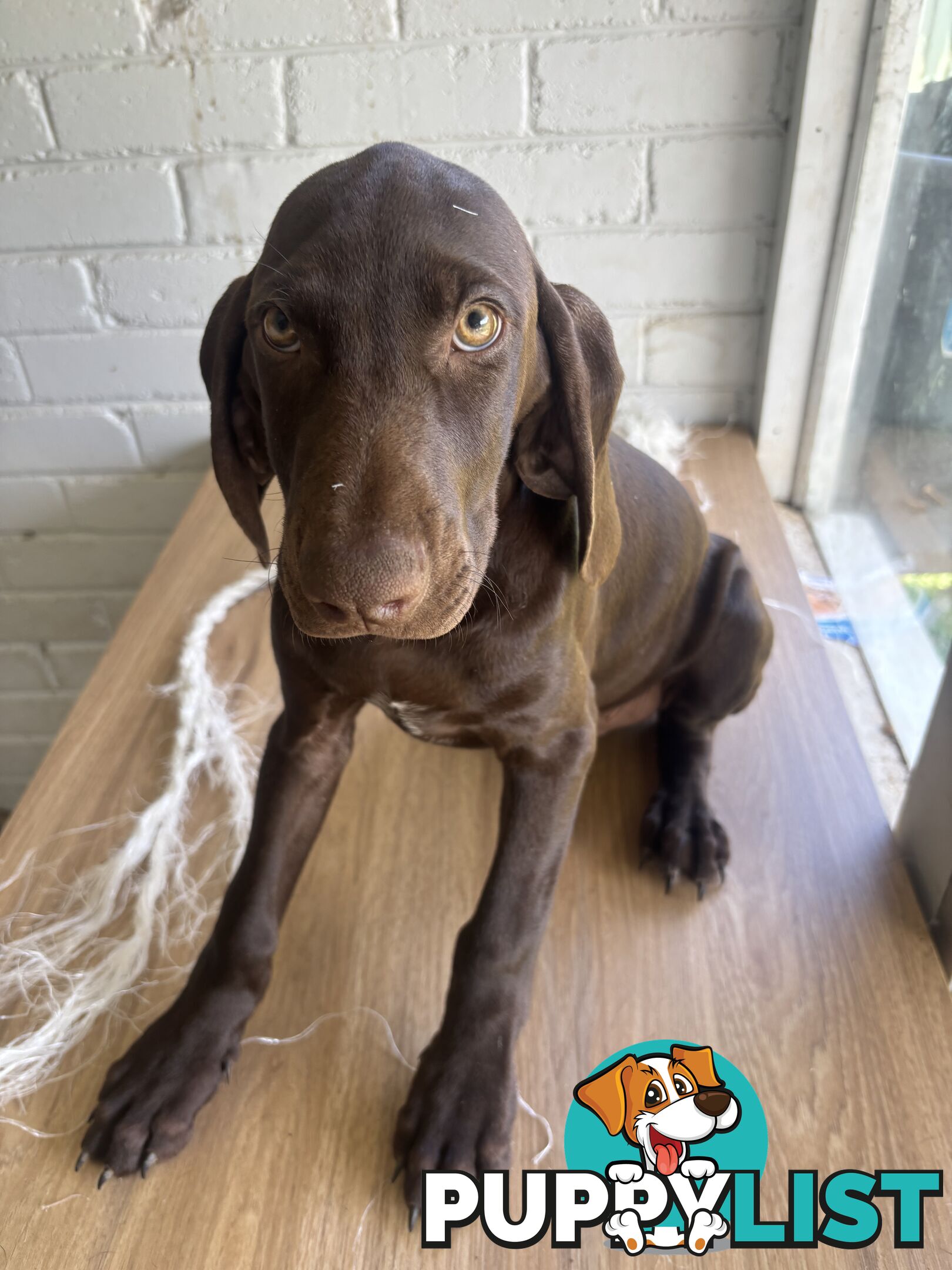 Pure bred German pointer puppies