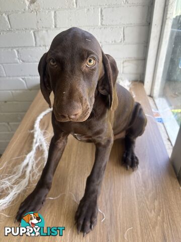 Pure bred German pointer puppies