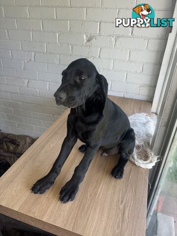 Pure bred German pointer puppies