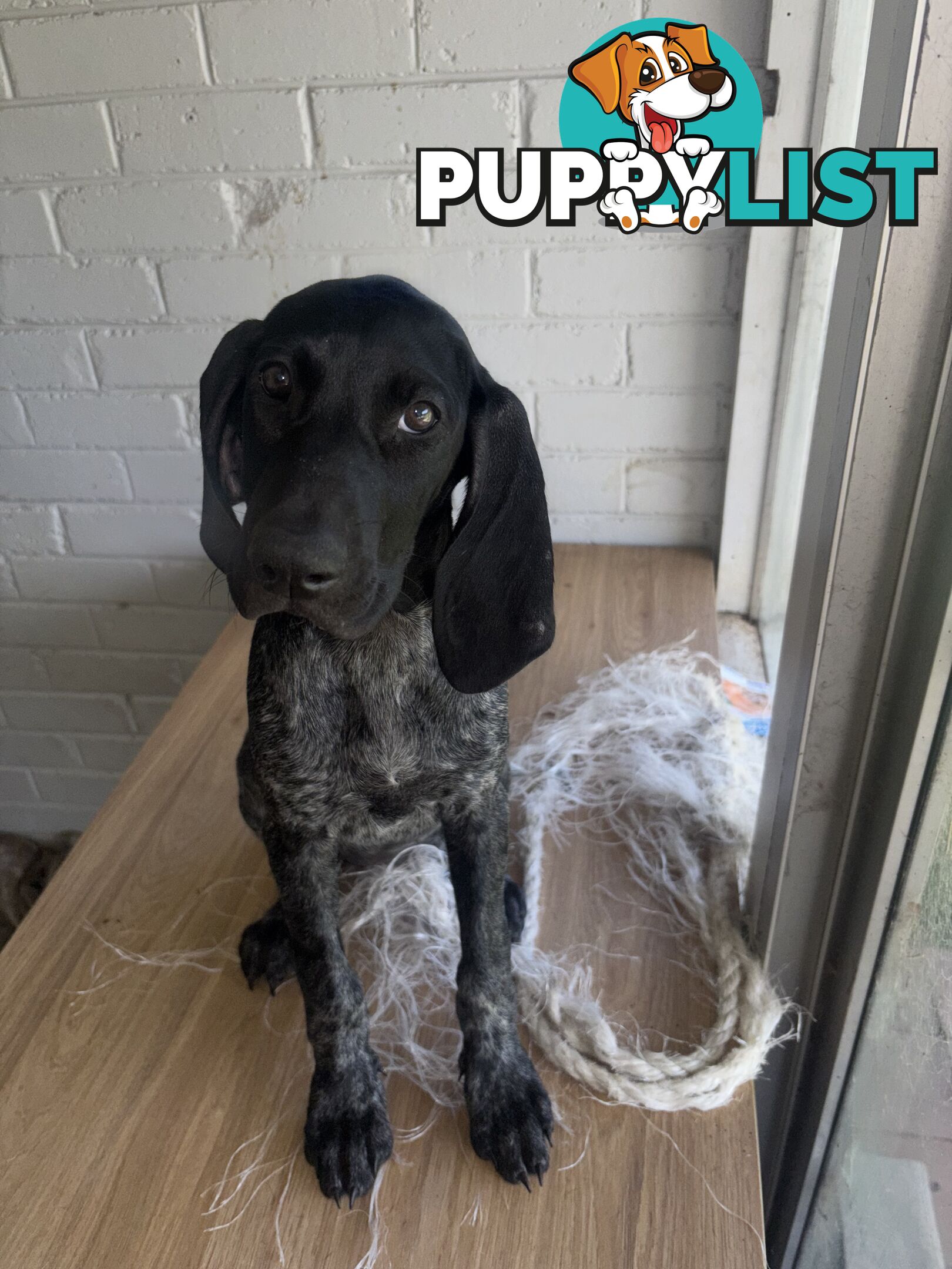 Pure bred German pointer puppies