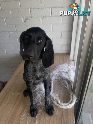 Pure bred German pointer puppies