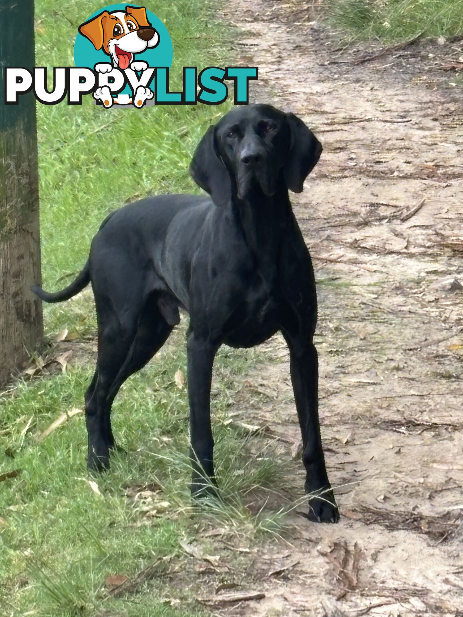 Pure bred German pointer puppies