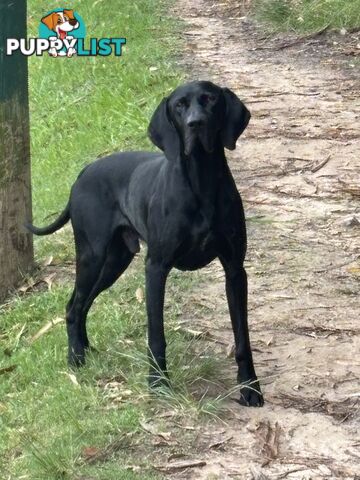 Pure bred German pointer puppies