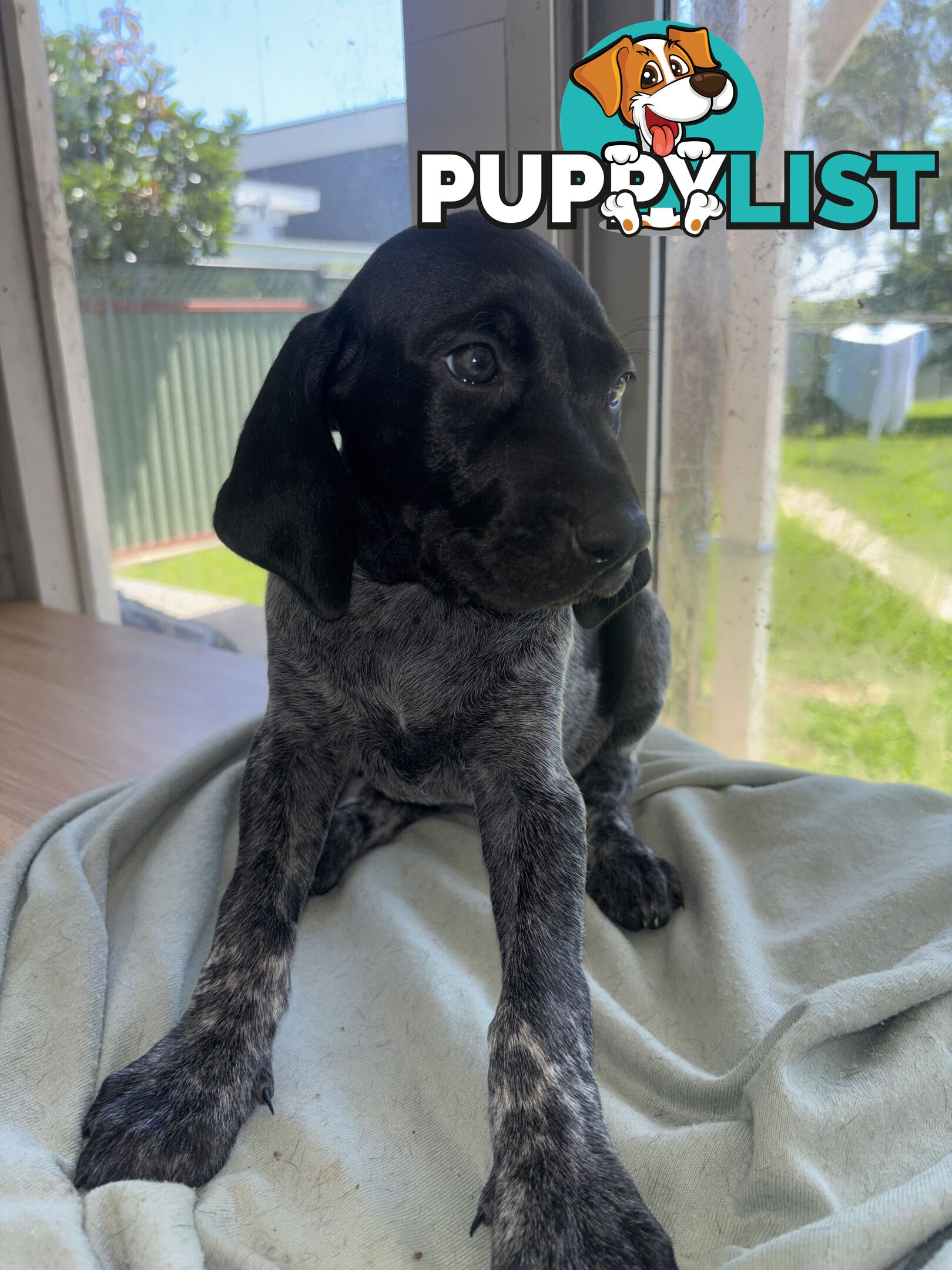 Purebred German shorthair pointers puppies