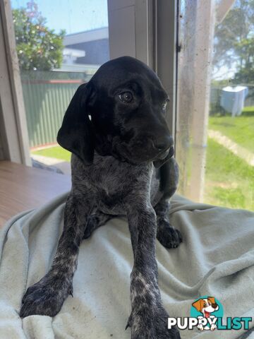 Purebred German shorthair pointers puppies