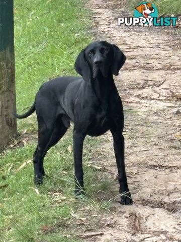 Purebred German shorthair pointers puppies