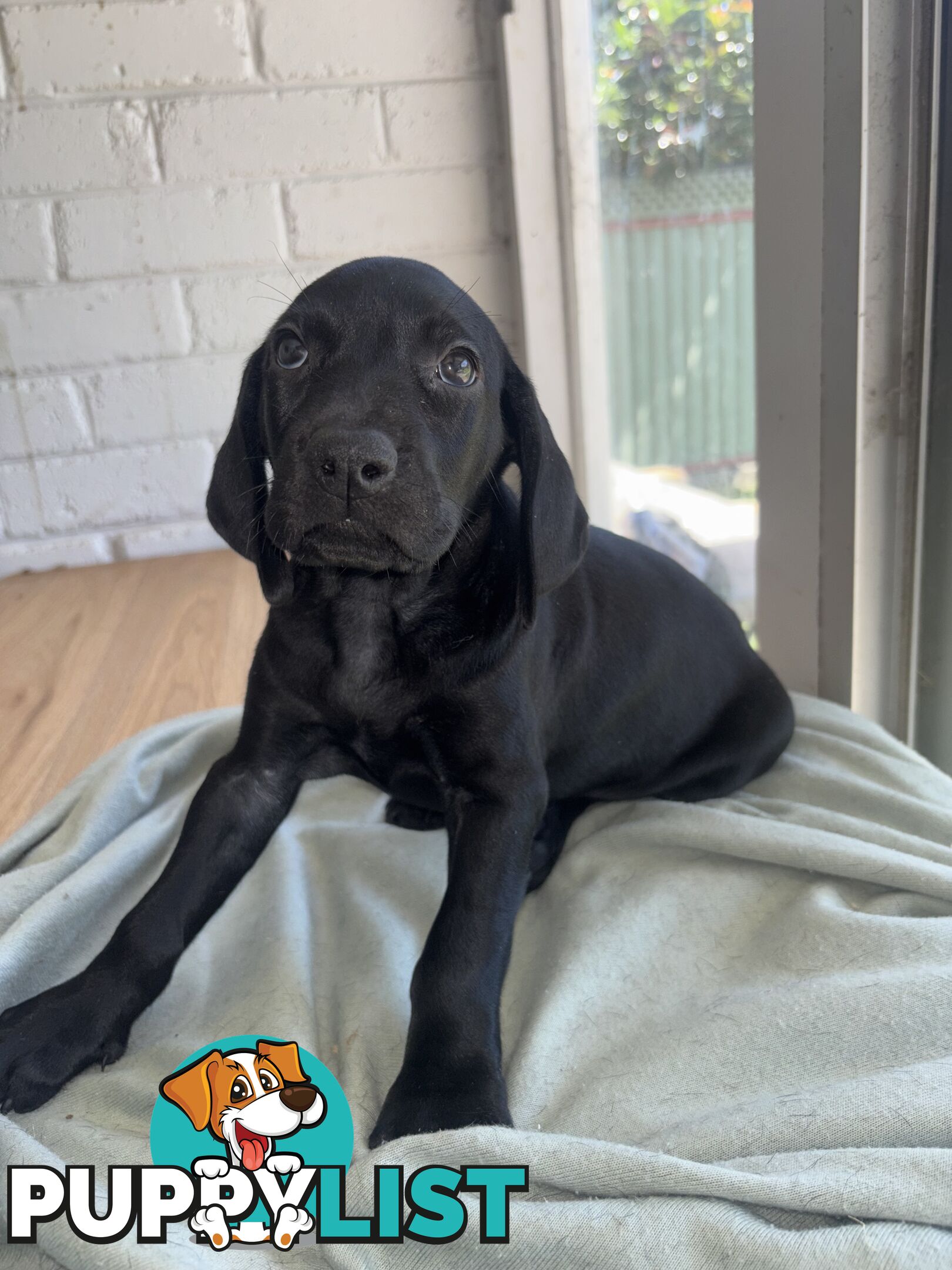 Purebred German shorthair pointers puppies