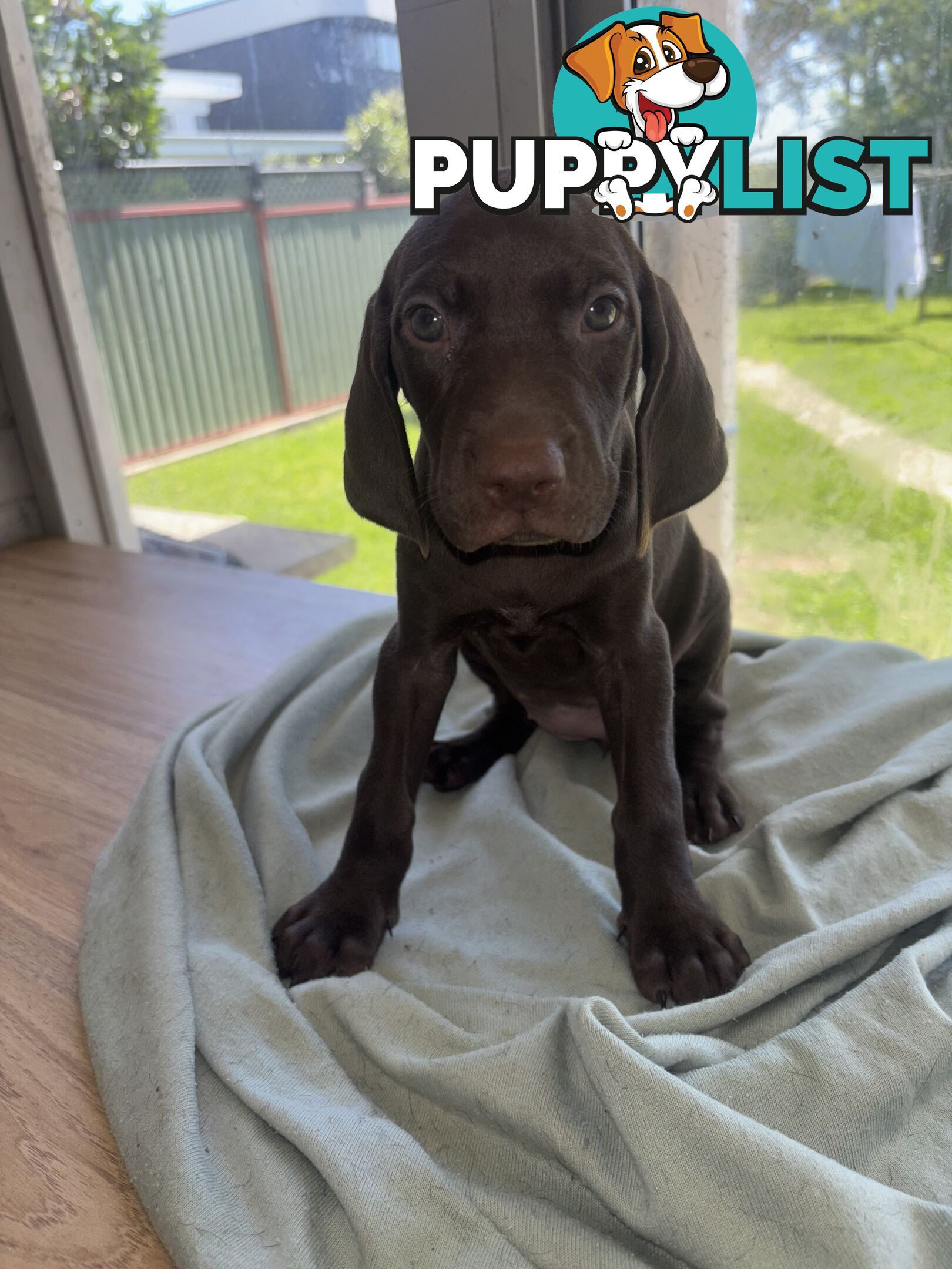 Purebred German shorthair pointers puppies