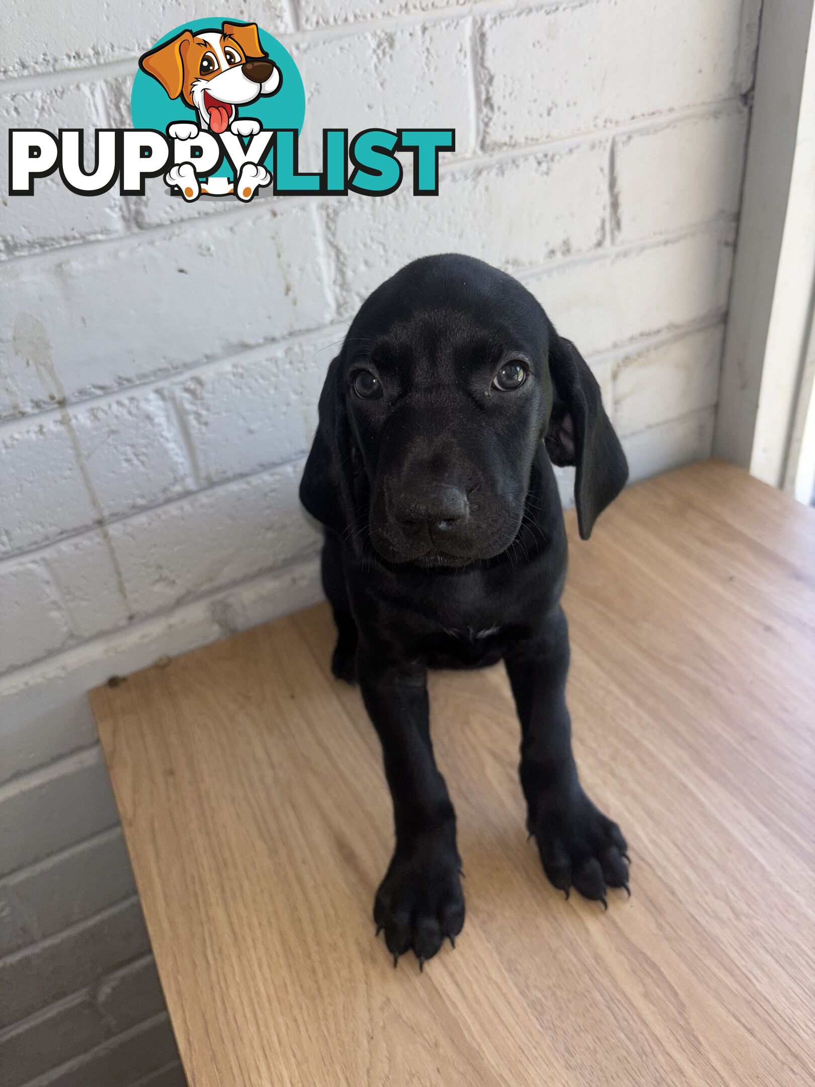 Purebred German shorthair pointers puppies