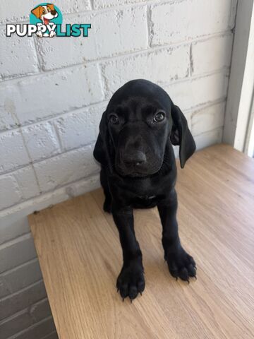 Purebred German shorthair pointers puppies