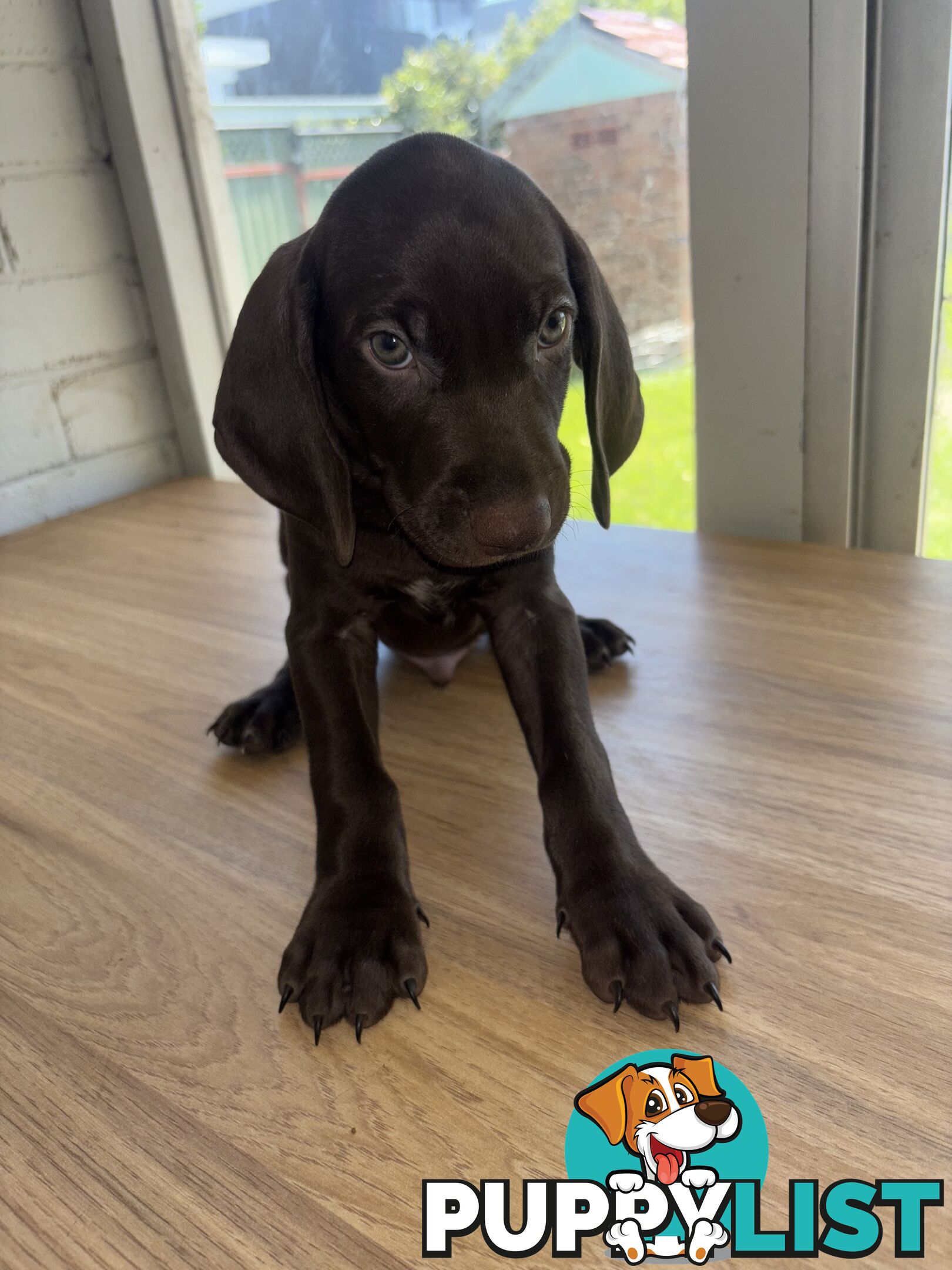 Purebred German shorthair pointers puppies