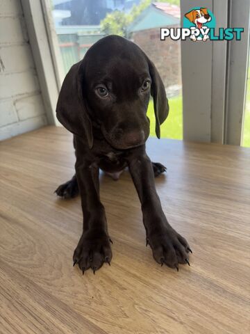 Purebred German shorthair pointers puppies