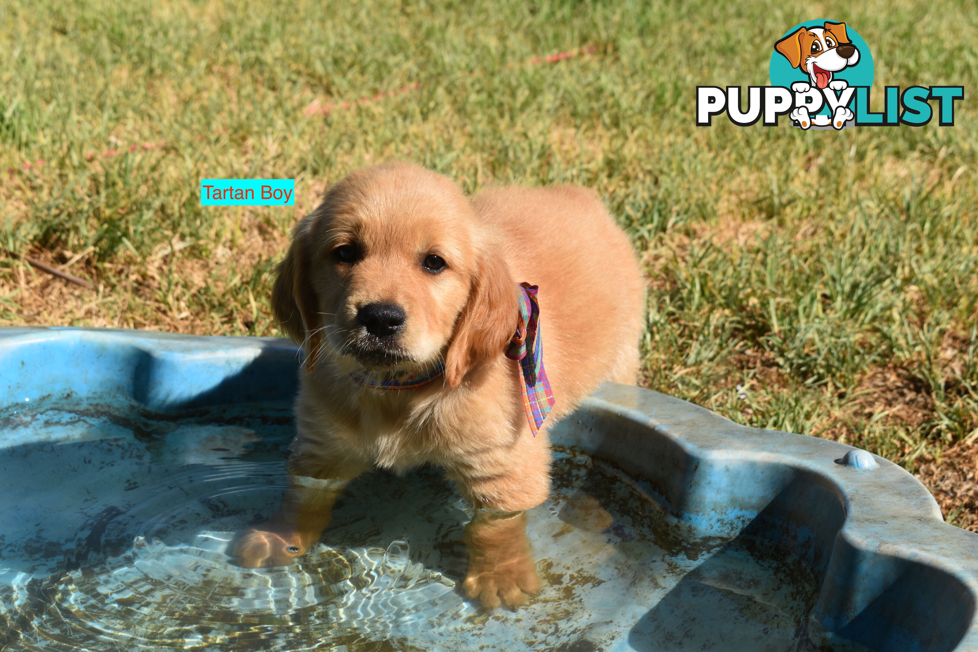 Golden Retriever puppies