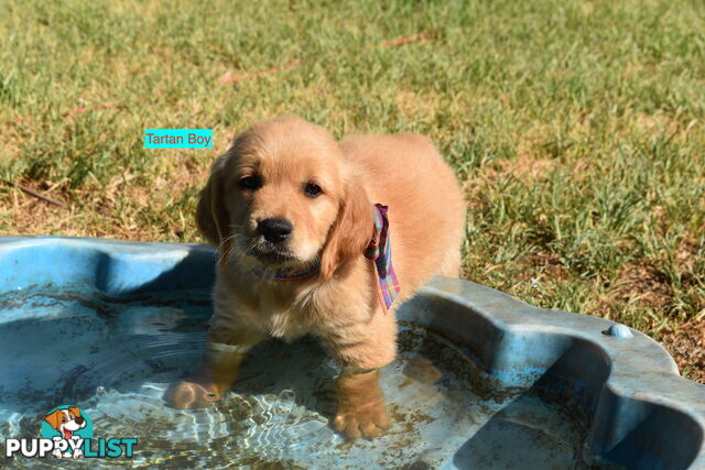 Golden Retriever puppies