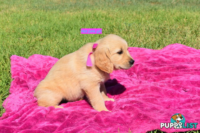 Golden Retriever puppies