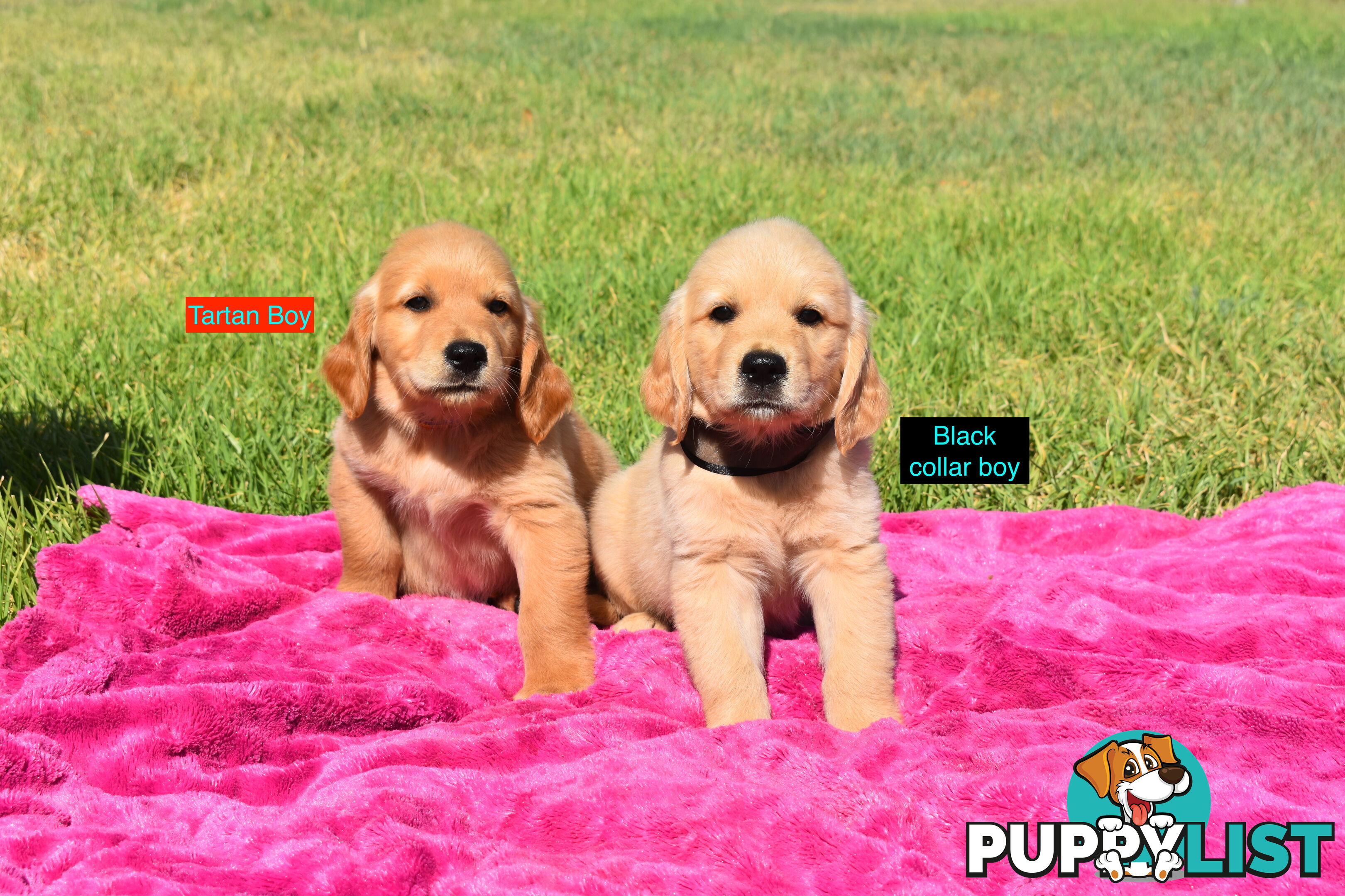 Golden Retriever puppies