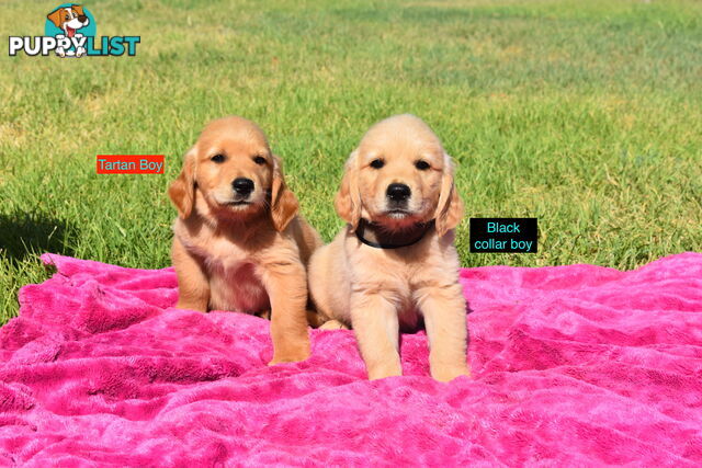 Golden Retriever puppies