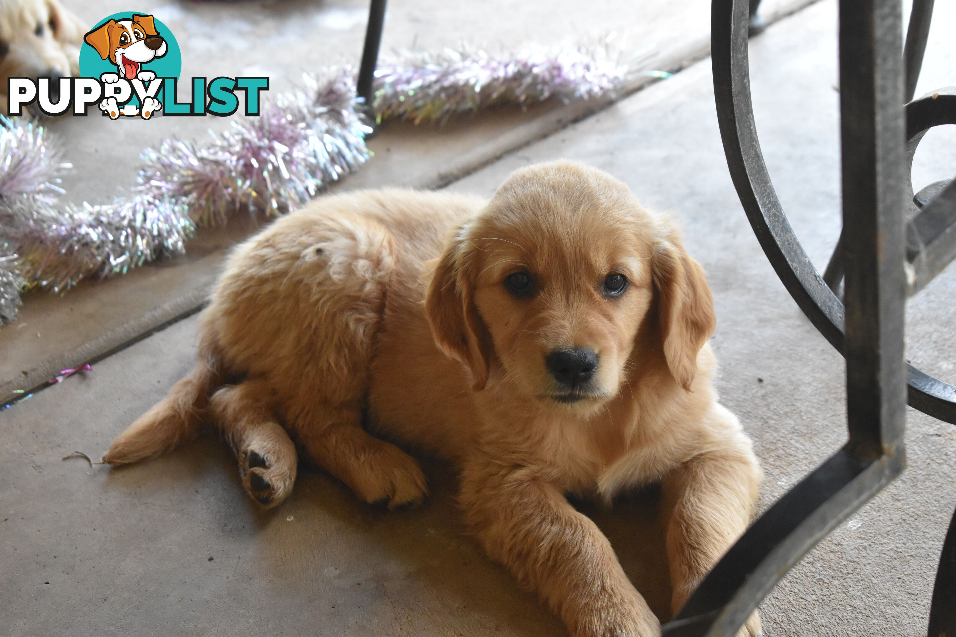 Golden Retriever puppies