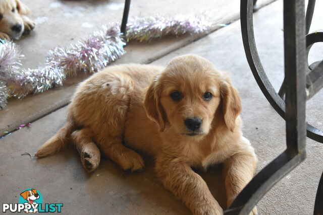 Golden Retriever puppies