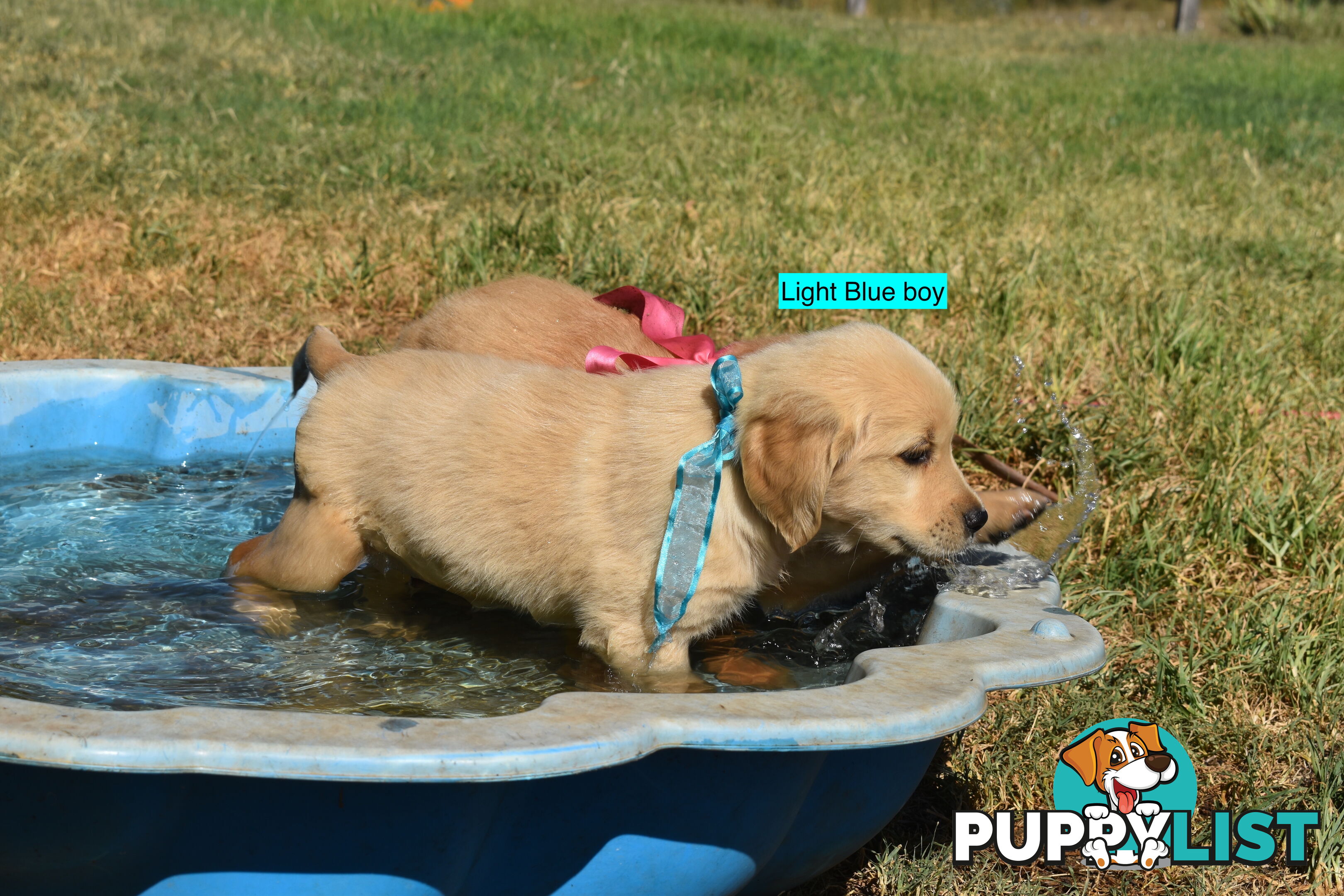 Golden Retriever puppies