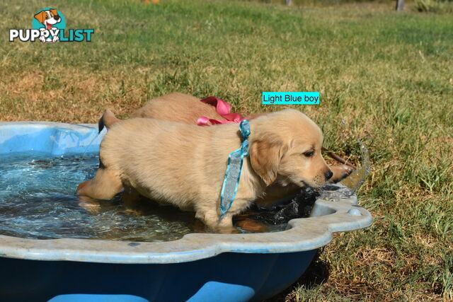 Golden Retriever puppies