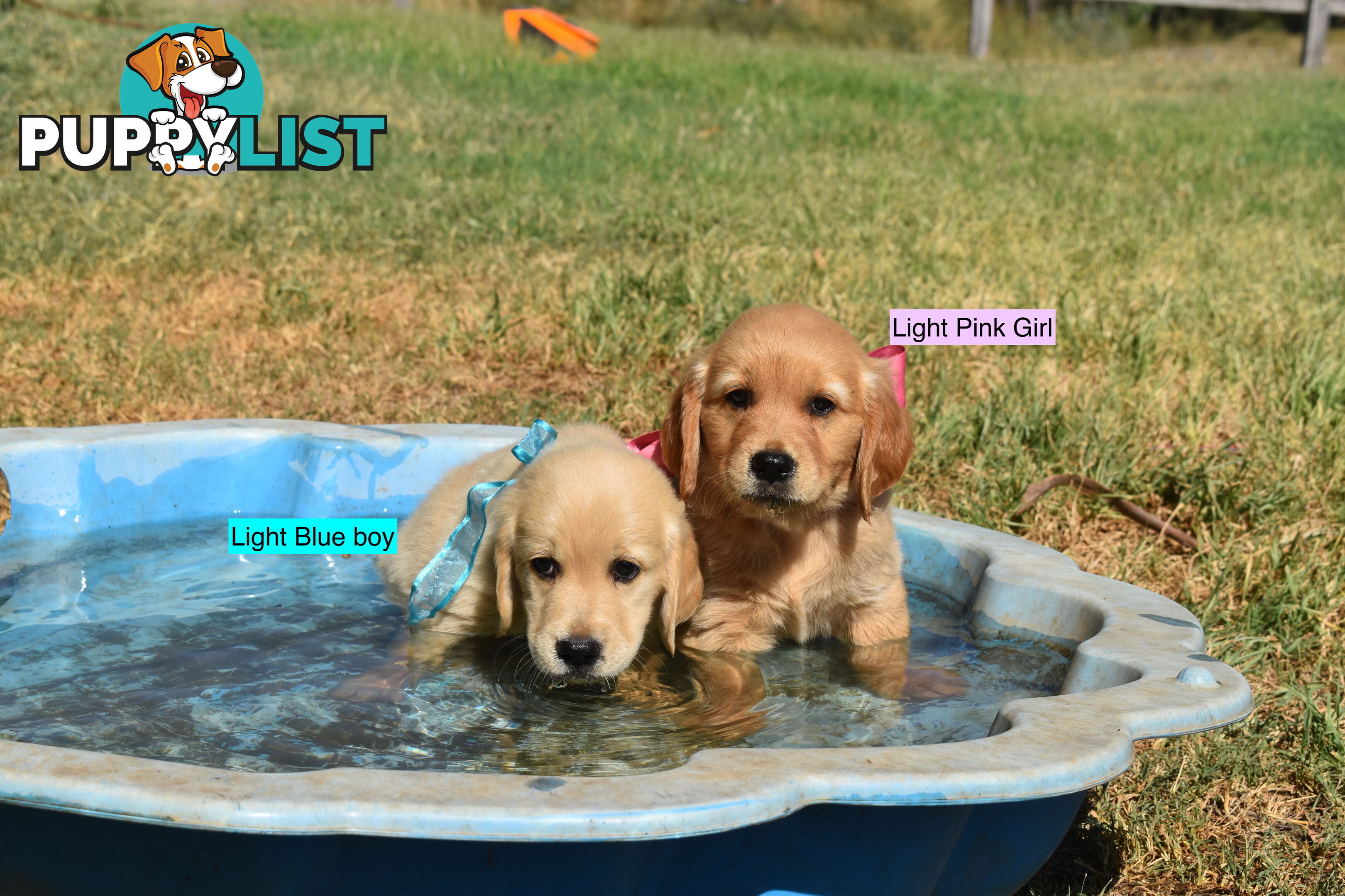 Golden Retriever puppies