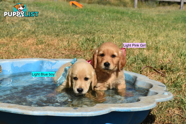 Golden Retriever puppies