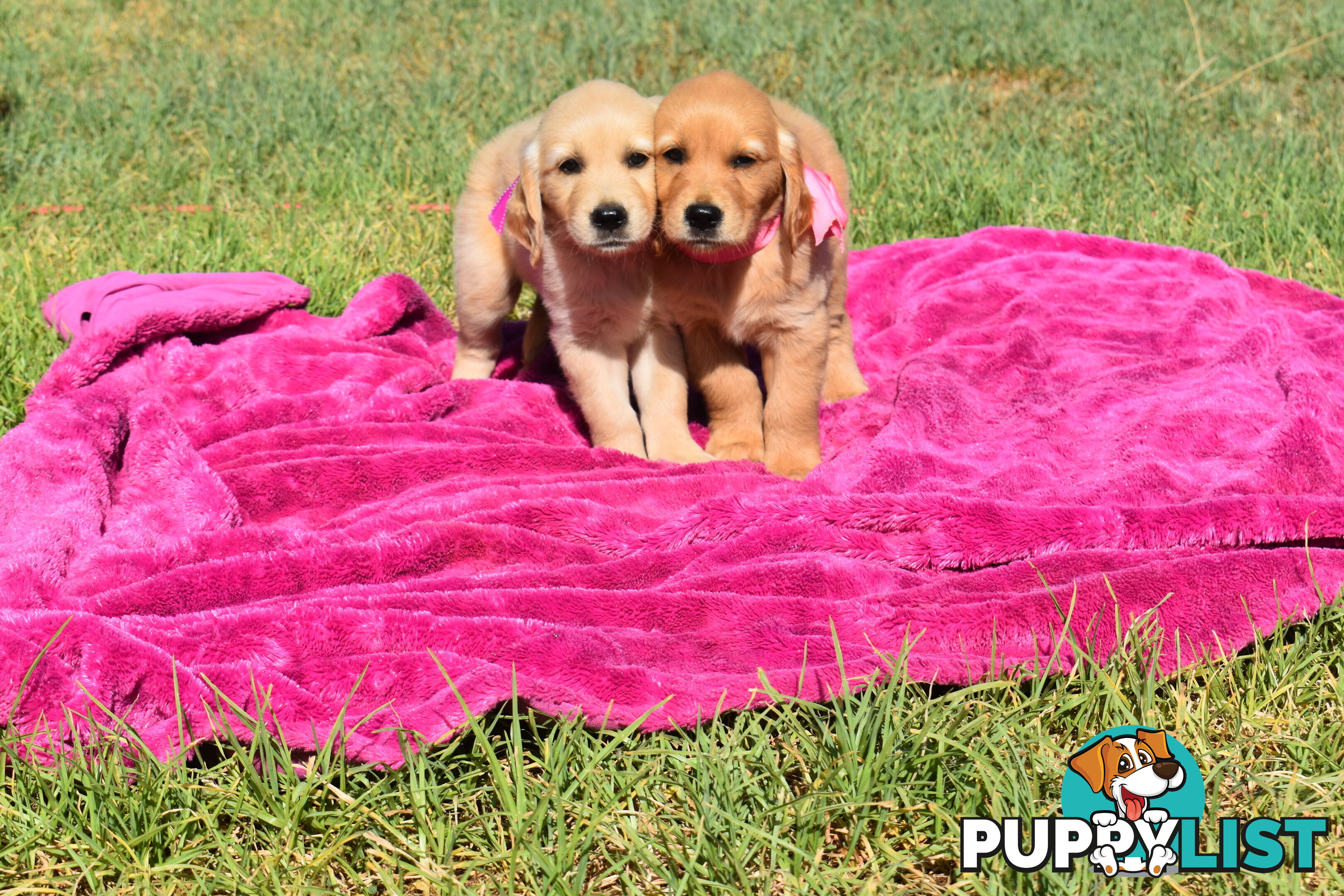 Golden Retriever puppies