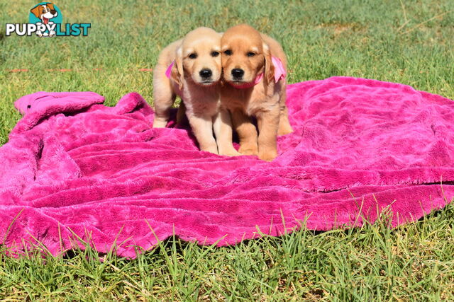 Golden Retriever puppies