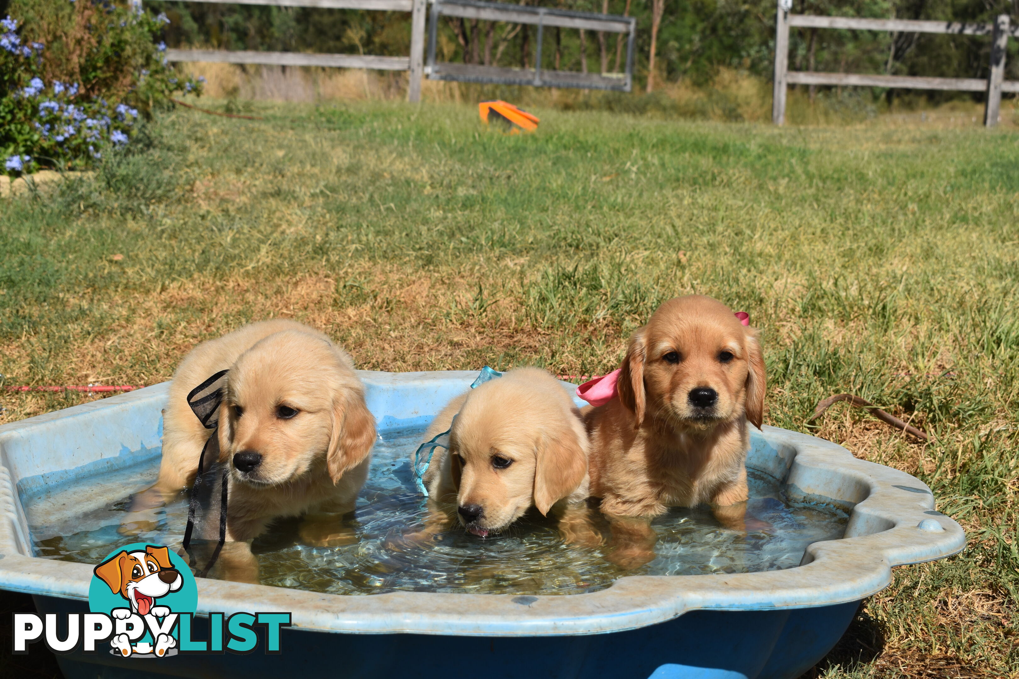 Golden Retriever puppies