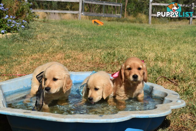 Golden Retriever puppies