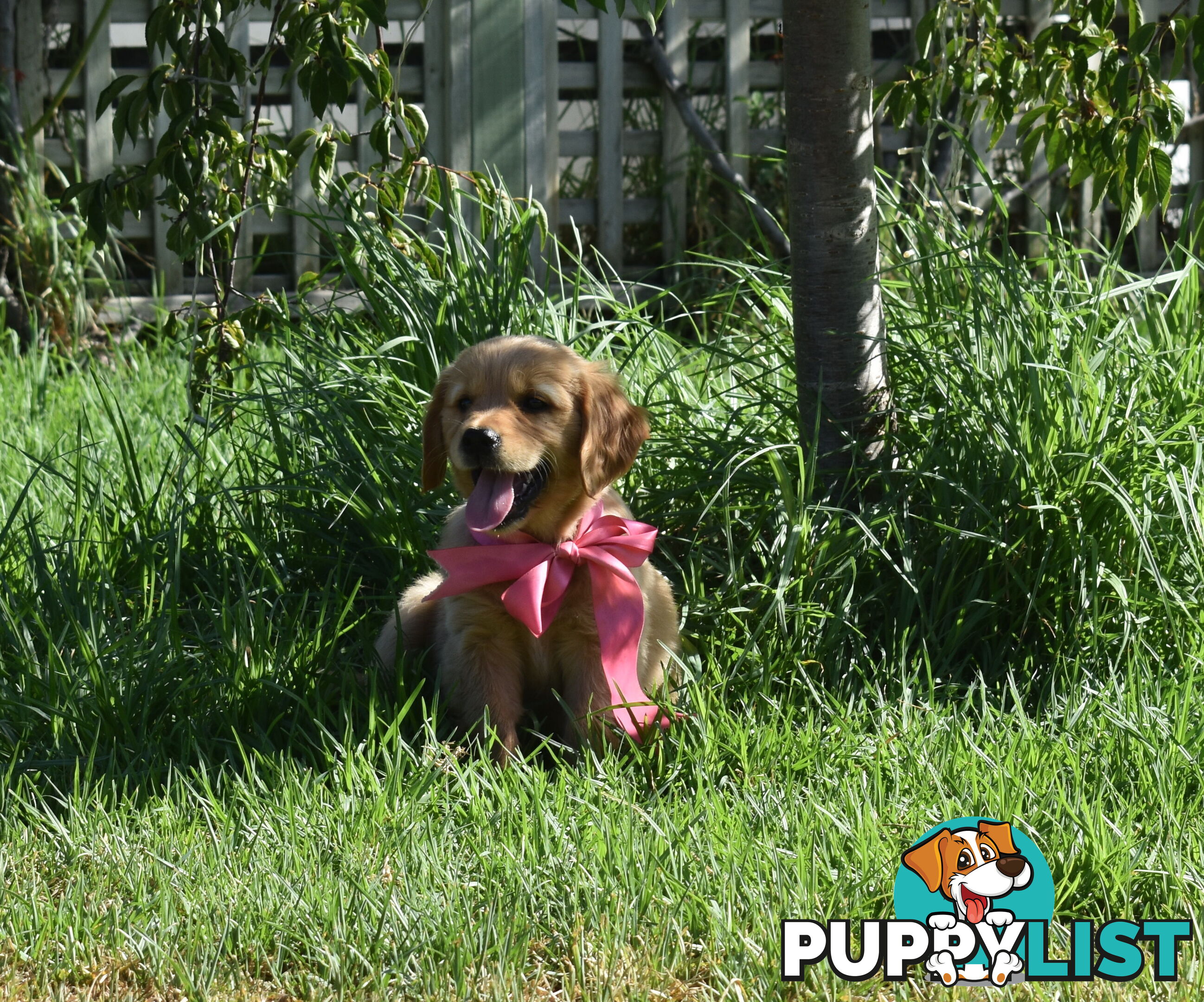 Golden Retriever puppies