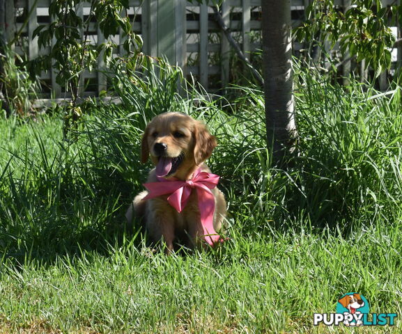 Golden Retriever puppies