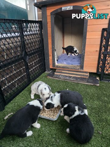 Border Collie x Aussie Shepherd Puppies