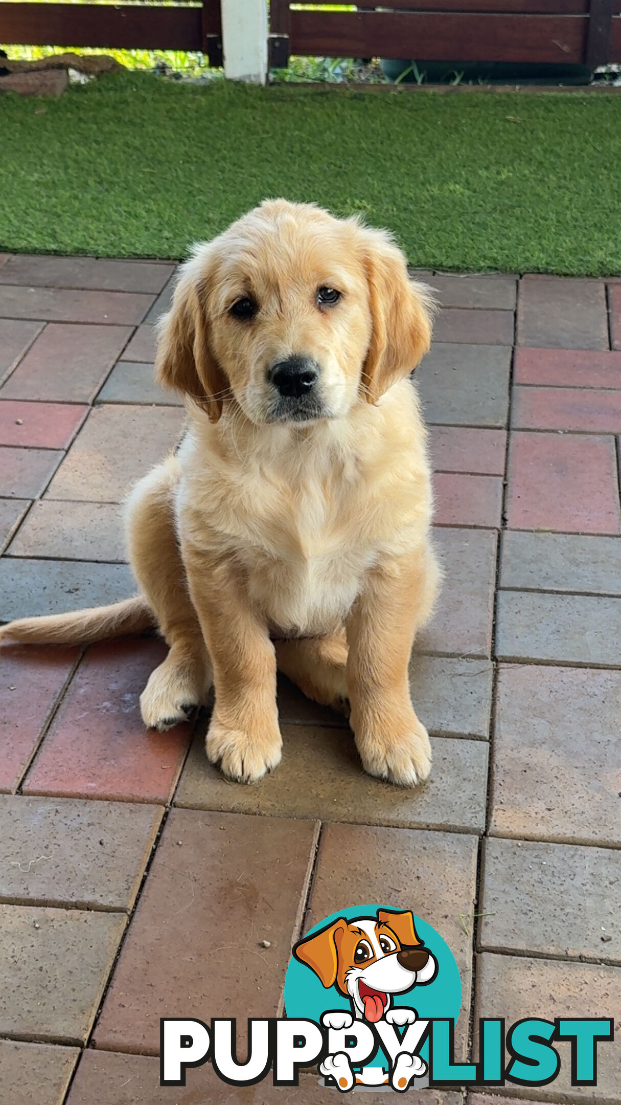 2 female golden retrievers