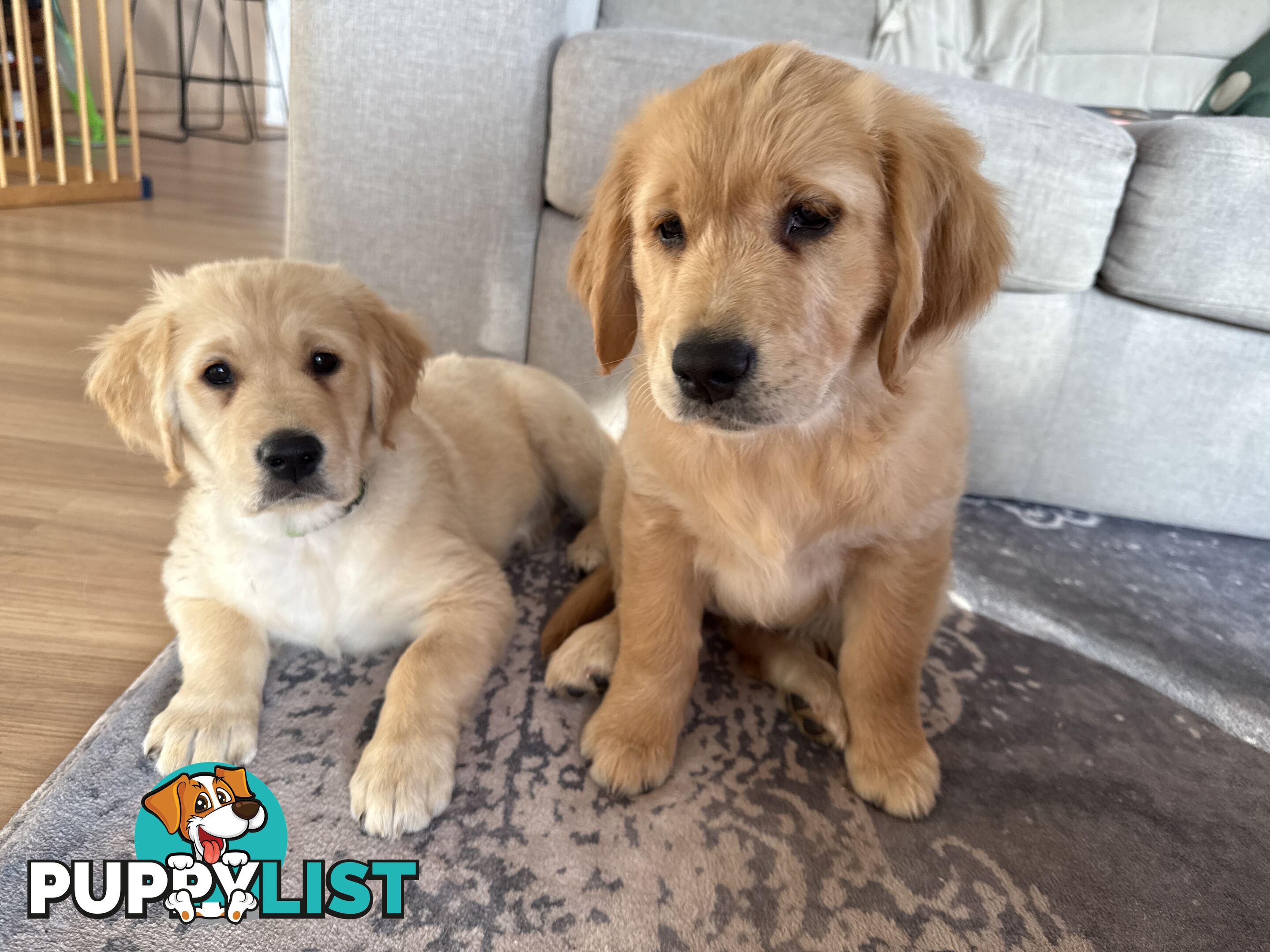 2 female golden retrievers