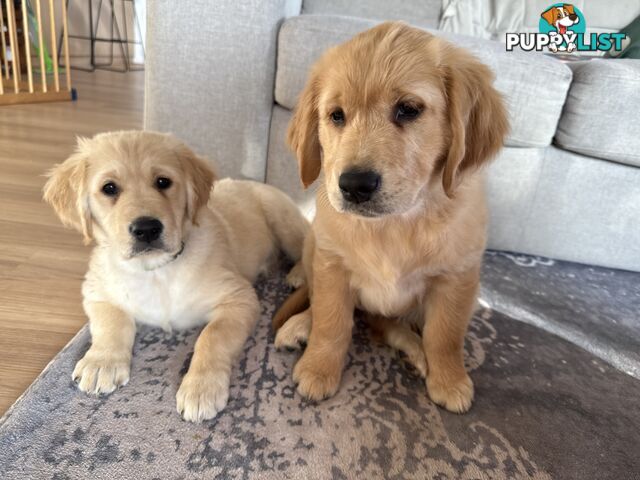 2 female golden retrievers