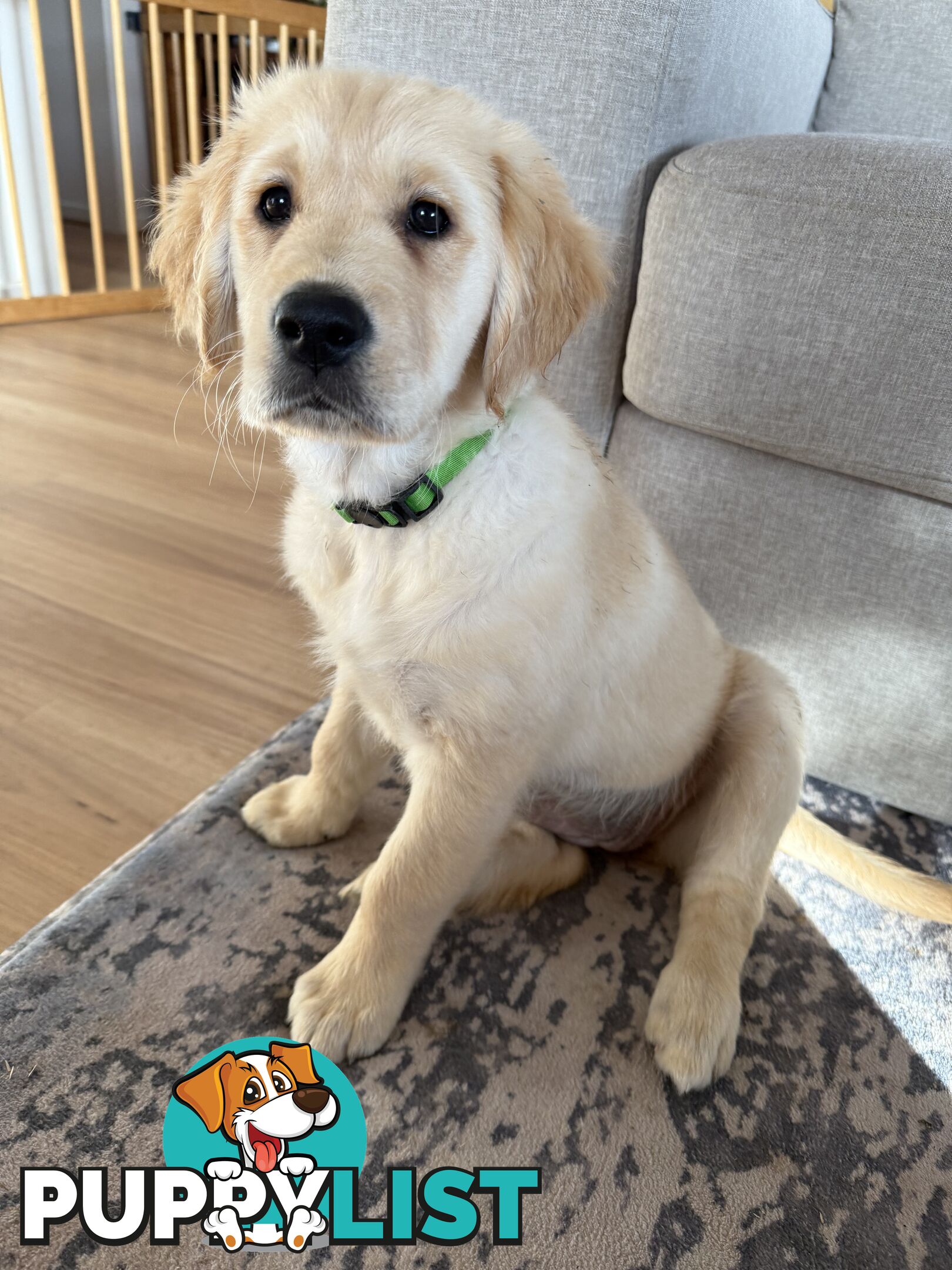 2 female golden retrievers